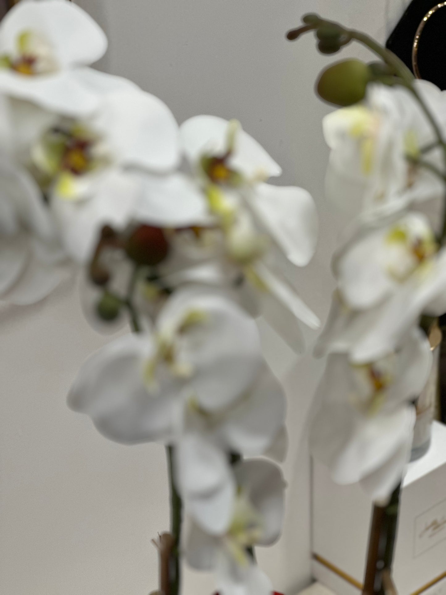 Orchidea Natalizia | 55 CM