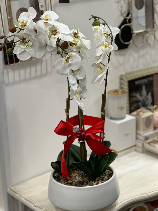 Orchidea Natalizia | 55 CM